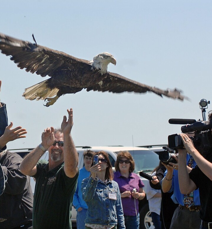 Amy Reese Ekerberg, left, and Terry Lincoln of Dakota Zoo release the second eagle from Fort Abraham Lincoln State Park.