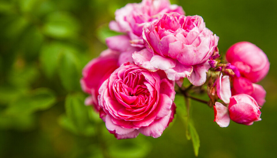 Learn to Transform Your Yard on Saturday at Merrick Garden Center
