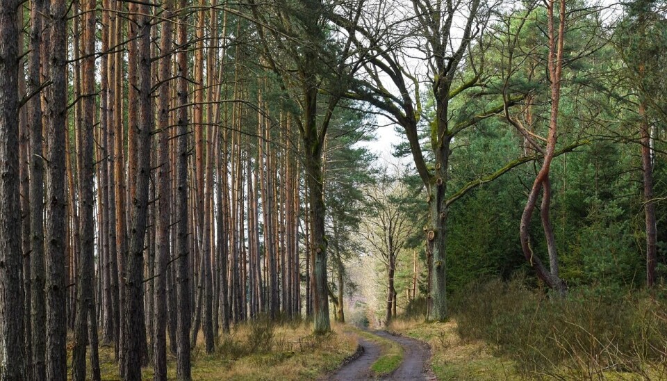 forest, trees, path, nature, autumn, trunk, way, trees, trees, trees, trees, trees
