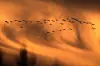 Flock of geese in silhouette flying across an orange dawn sky.