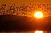 Flock of geese silhouetted against an orange sunrise over a reservoir.