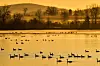 Flocks of waterfowl float on a calm reservoir at sunrise with farm fields and hills beyond.