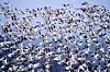 Large flock of white geese with dark wing tips flying in a dense formation against a blue sky.