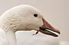 Close-up of a snow goose head showing its open serrated bill
