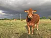 Brown cow standing in a grassy field with storm clouds and a distant wind turbine.