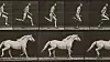 A sequence of monochrome photographs showing a horse galloping from left to right.